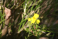 Hibbertia stricta