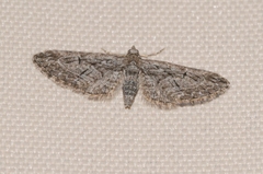 Eupithecia oxycedrata