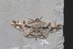 Peribatodes umbraria