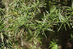 Lysicarpus angustifolius