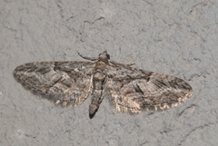Eupithecia oxycedrata