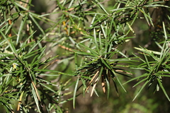 Lysicarpus angustifolius