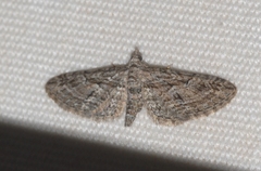Eupithecia oxycedrata