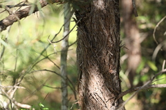 Lysicarpus angustifolius