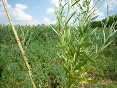 Linaria biebersteinii ruthenica