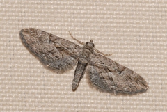 Eupithecia oxycedrata