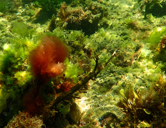 Parablennius tasmanianus