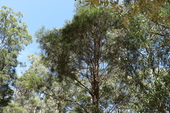 Lysicarpus angustifolius