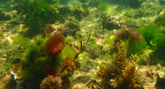 Parablennius tasmanianus