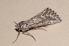 Compsoptera jourdanaria