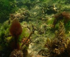 Parablennius tasmanianus