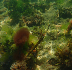 Parablennius tasmanianus