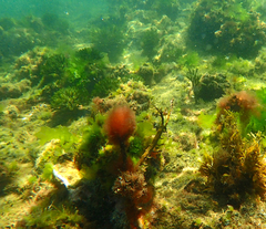 Parablennius tasmanianus