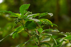 Psychotria punctata