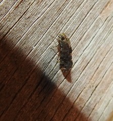 Nimbopsocus australis