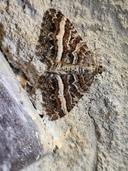 Chrysolarentia vicissata