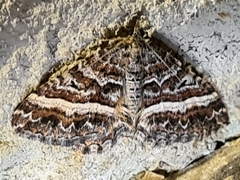 Chrysolarentia vicissata