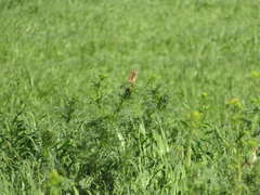 Cisticola juncidis
