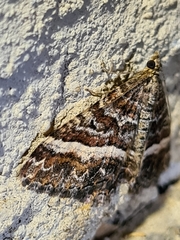 Chrysolarentia vicissata