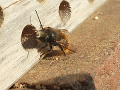 Osmia cornuta