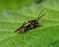 Nomada