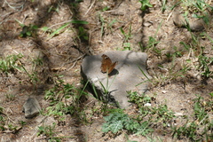 Junonia natalica