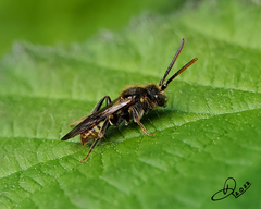 Nomada