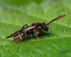 Nomada