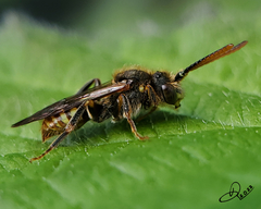 Nomada