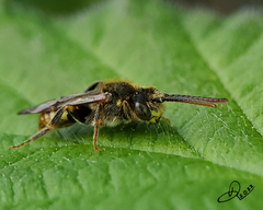Nomada