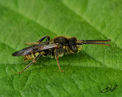 Nomada