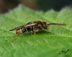 Nomada