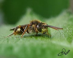 Nomada