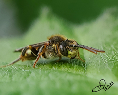 Nomada