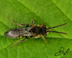 Nomada