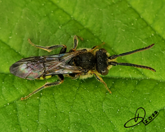 Nomada