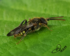 Nomada