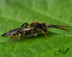 Nomada