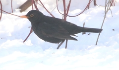 Turdus merula