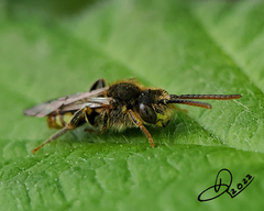 Nomada
