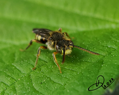 Nomada