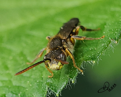 Nomada