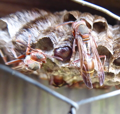 Polistes africanus