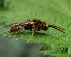 Nomada