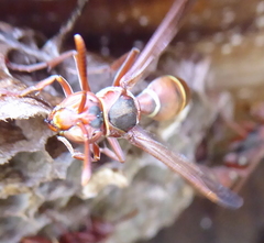 Polistes africanus