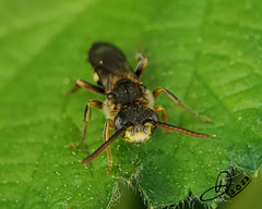 Nomada