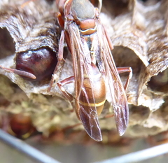 Polistes africanus