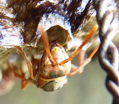 Polistes africanus