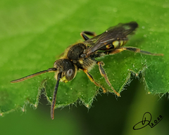 Nomada