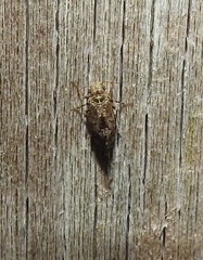 Nimbopsocus australis